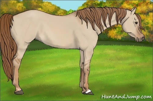 Horse Color:Red Dun 