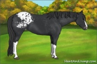Horse Color:Black Blanket 