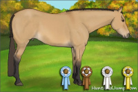 Horse Color:Buckskin Dun 
