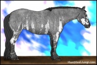 Horse Color:White Spotted Blue Roan Rabicano  Brindle