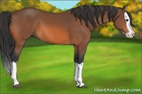 Horse Color:Bay Splash 