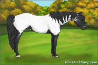 Horse Color:Brown Appaloosa 