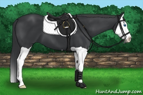Horse Color:Black Splash