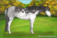 Horse Color:Black Sabino 