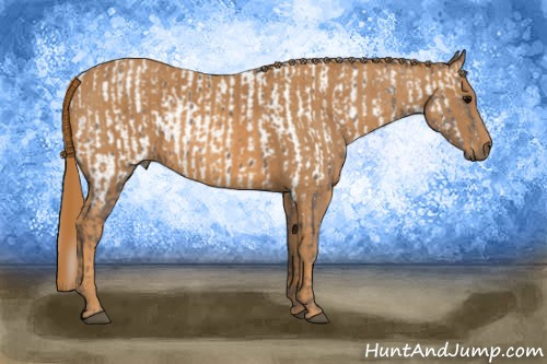 Horse Color: Silver Black Splash Near Leopard  Brindle