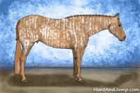 Horse Color:Silver Black Splash Near Leopard  Brindle