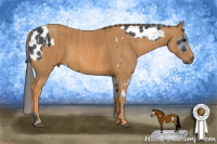 Horse Color:White Spotted Black Appaloosa  Brindle