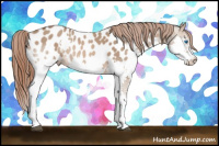 Horse Color:Bay Dun Splash Appaloosa