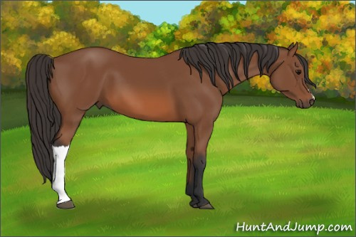 Horse Color: Bay 