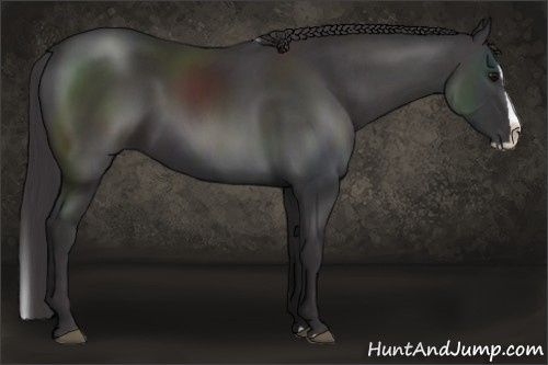 Horse Color: Smoky Black Splash 