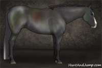 Horse Color:Smoky Black Splash