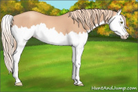 Horse Color:Gold Champagne Splash 