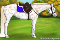 Horse Color:Gold Champagne Splash Appaloosa