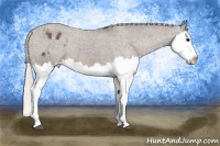 Horse Color:Silver Black Splash Appaloosa