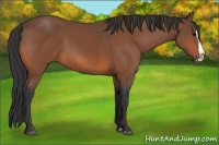 Horse Color:Bay Splash 