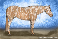 Horse Color:White Spotted Blue Roan Appaloosa Rabicano Brindle