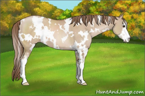 Horse Color:White Spotted Grullo Pearl Sabino 