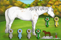 Horse Color:Silver Grullo Pearl Sabino 