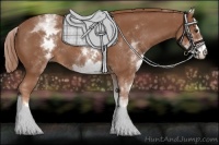 Horse Color:White Spotted Chestnut Sabino