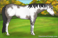 Horse Color:Grullo Sabino Frame