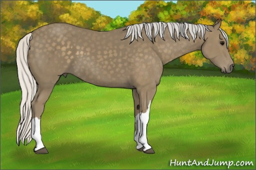 Horse Color: Unknown 