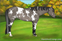 Horse Color:White Spotted Grullo Rabicano