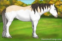 Horse Color:Buckskin Roan Dun Splash Frame 