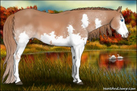 Horse Color:Liver Chestnut Splash 
