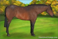 Horse Color:Bay  Brindle