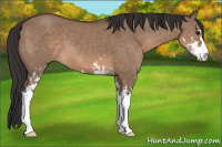 Horse Color:Brown Dun Sabino