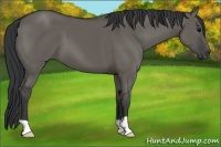 Horse Color:Grullo 