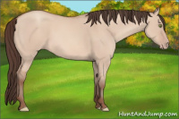 Horse Color:Amber Champagne Dun 