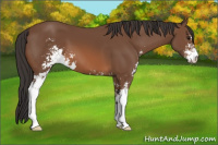 Horse Color:Bay Sabino 