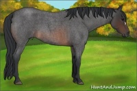 Horse Color:Brown Roan