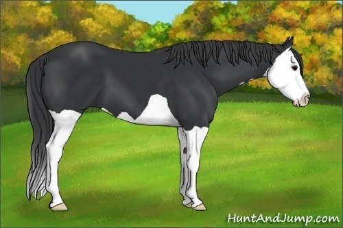 Horse Color: Unknown 