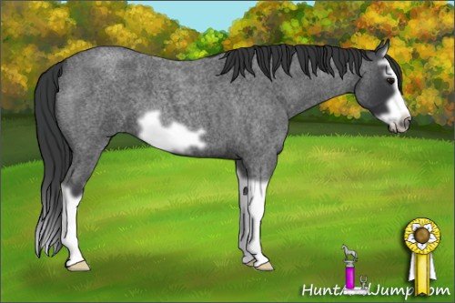 Horse Color: Blue Roan Splash Frame 