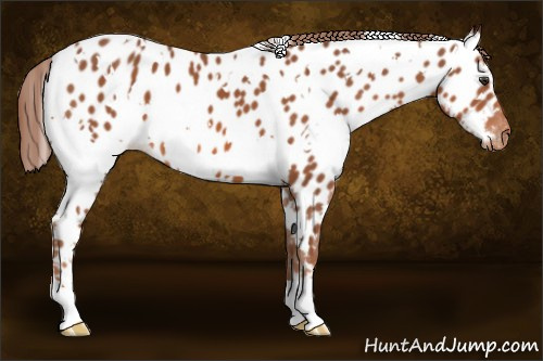 Horse Color: White Spotted Liver Chestnut Near Leopard 