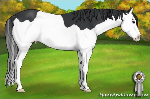Horse Color: Unknown 
