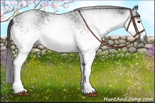 Horse Color:Gray White Spotted Smoky Black