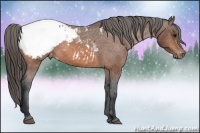 Horse Color:Bay Snowcap