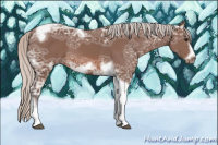 Horse Color:Silver Bay Ice Tobiano Frame