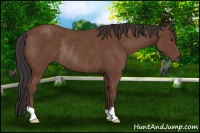 Horse Color:Bay Rabicano 