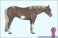 Horse Color:Unknown 