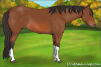 Horse Color:Bay Tobiano 