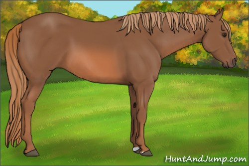 Horse Color: Chestnut 