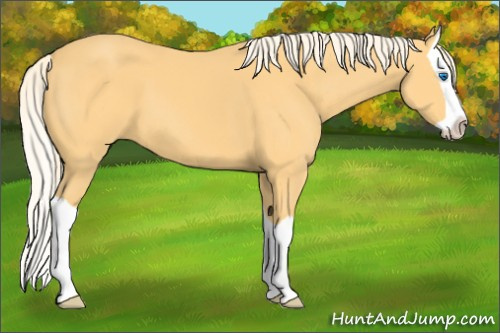 Horse Color: Palomino Splash 