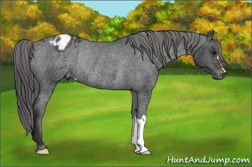 Horse Color: Black Blanket Rabicano 