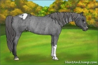 Horse Color:Black Blanket Rabicano 