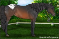 Horse Color:Brown Appaloosa 