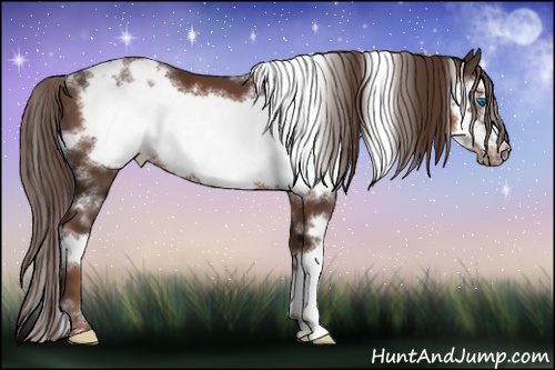 Horse Color: White Spotted Liver Chestnut Frame 